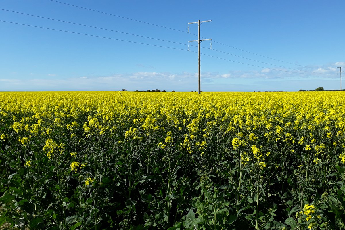 rapeseed-crop