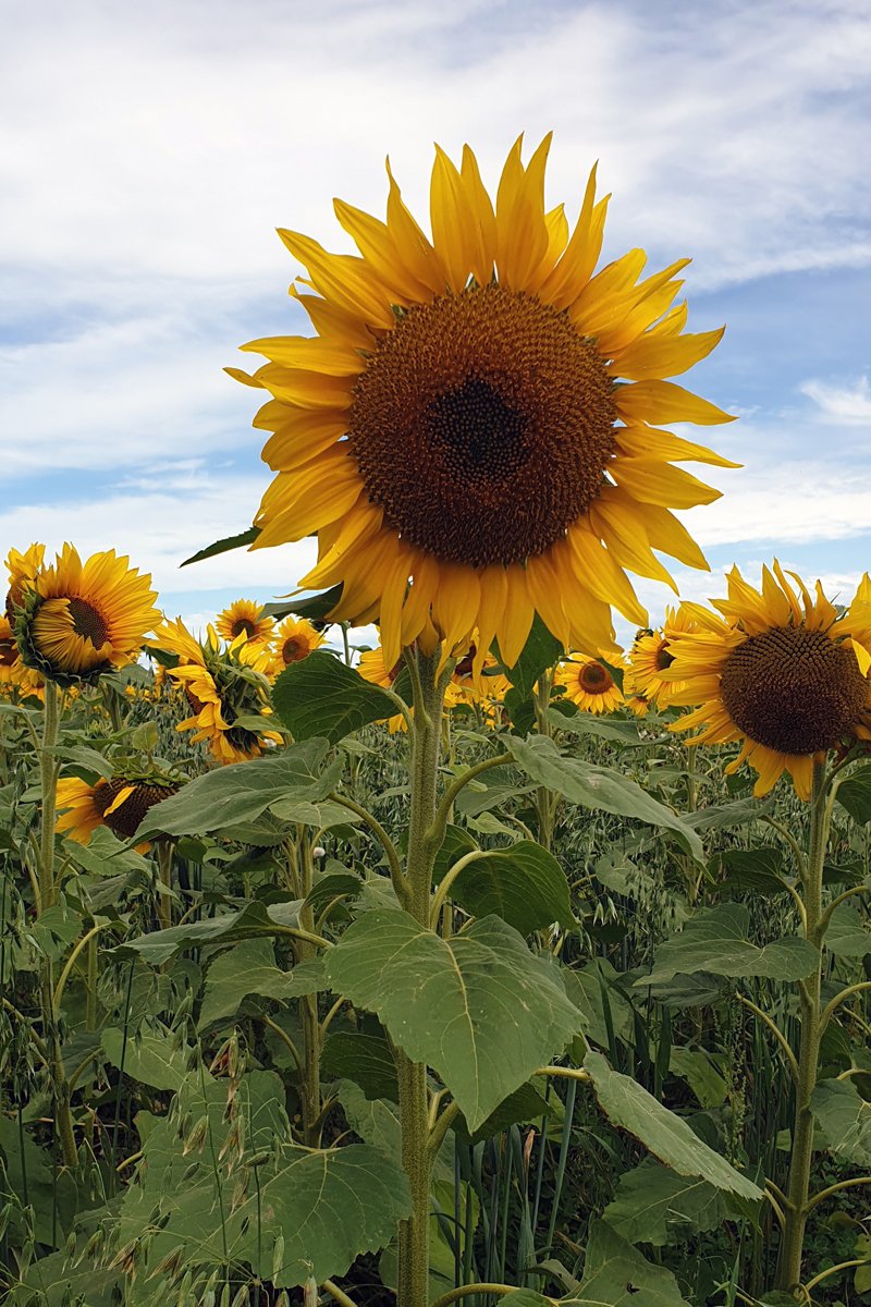 sunflowers