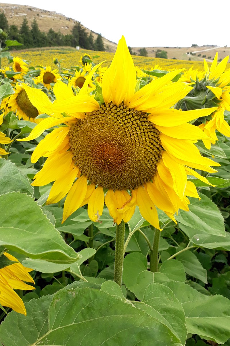 sunflower-crop-13