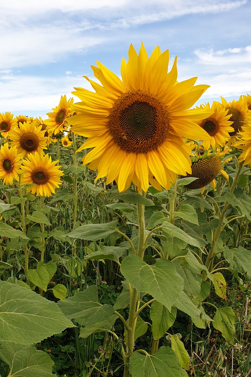 sunflowers