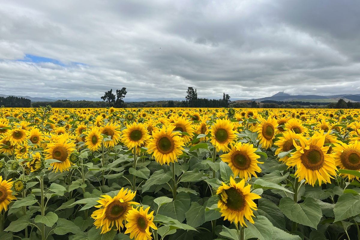 sunflower-4