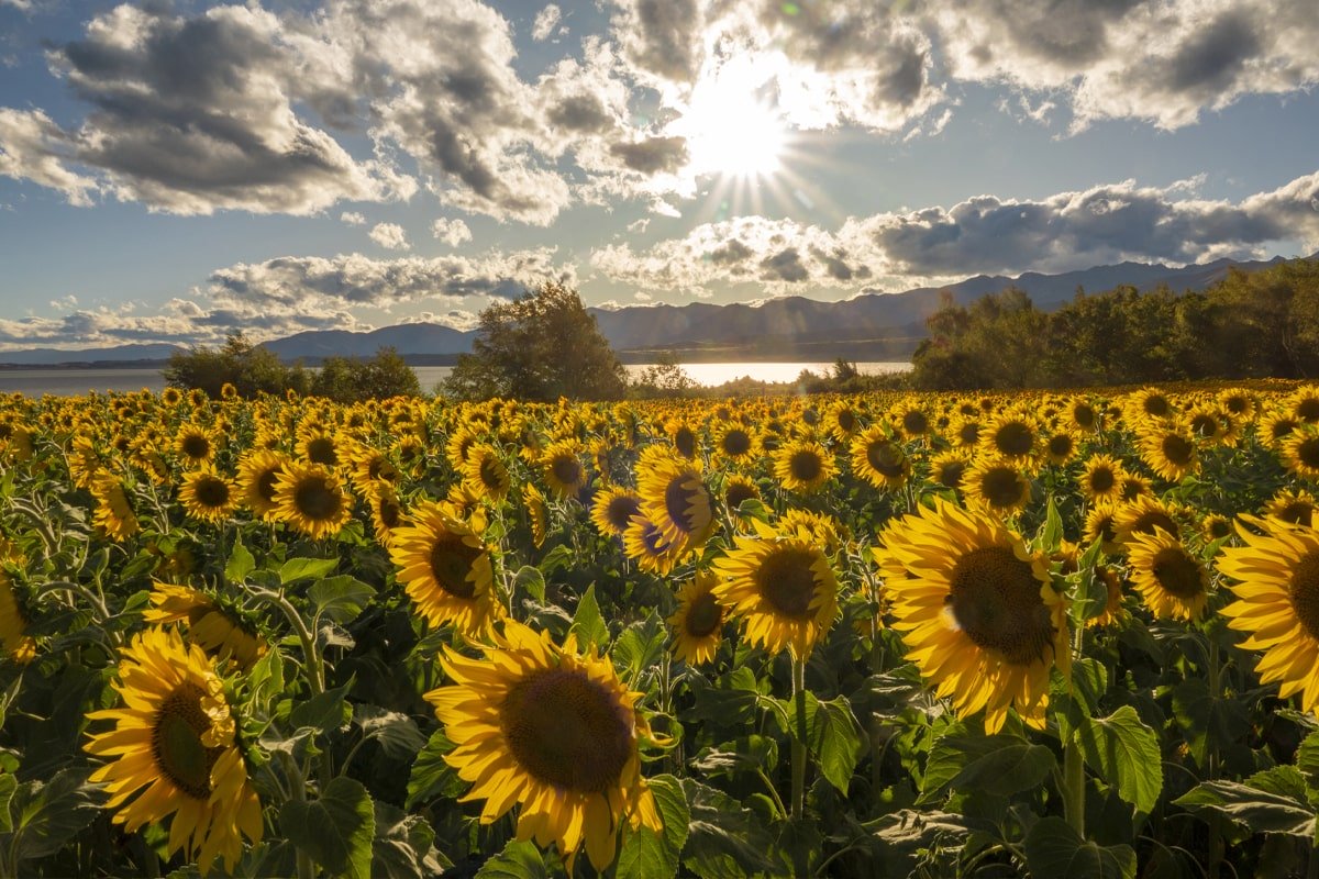 sunflowers-1