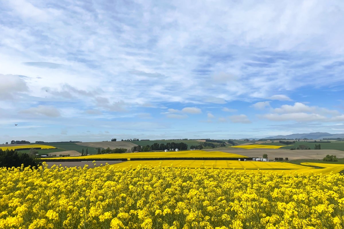 rapeseed-7