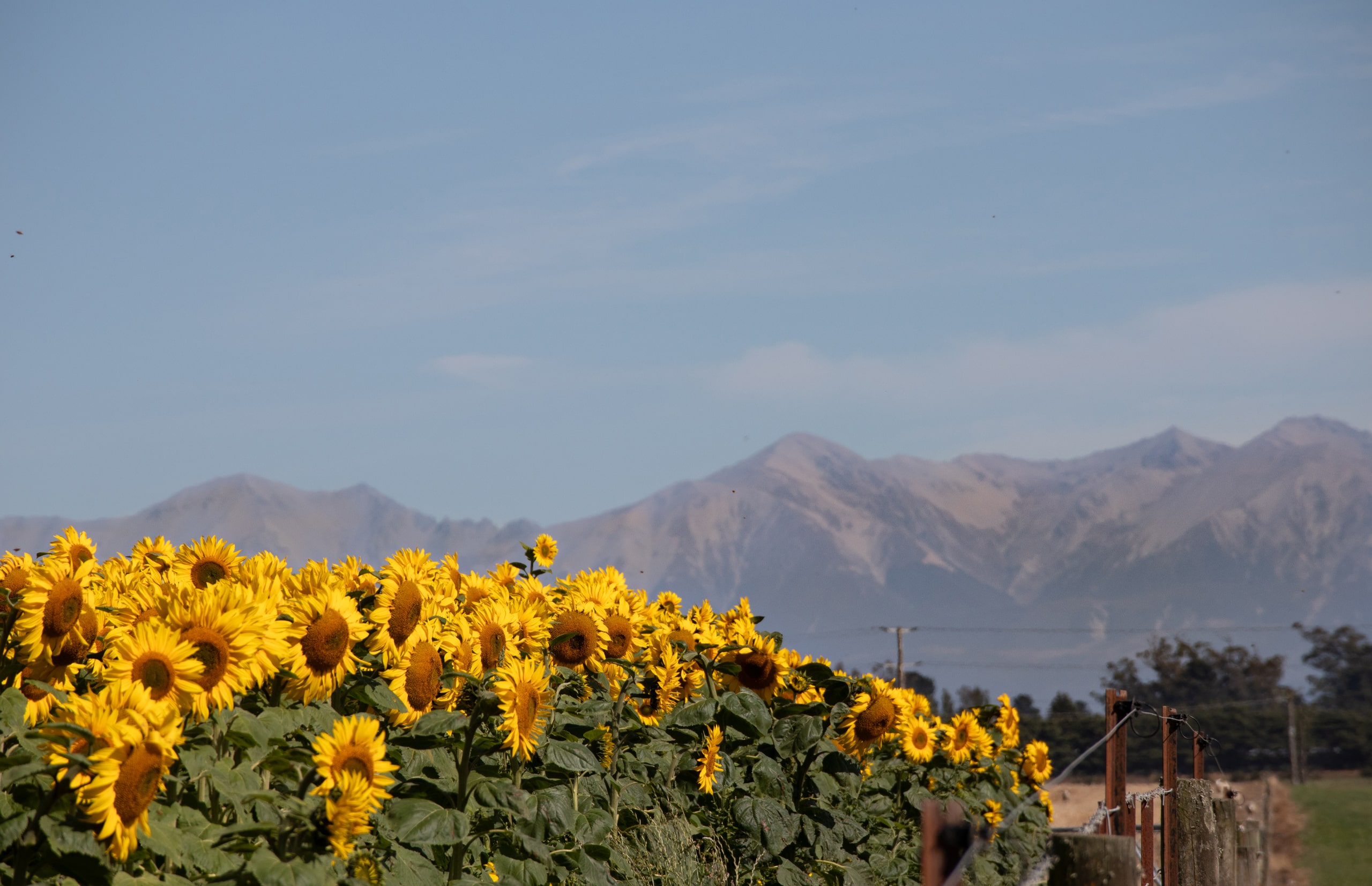 sunflowers-2025
